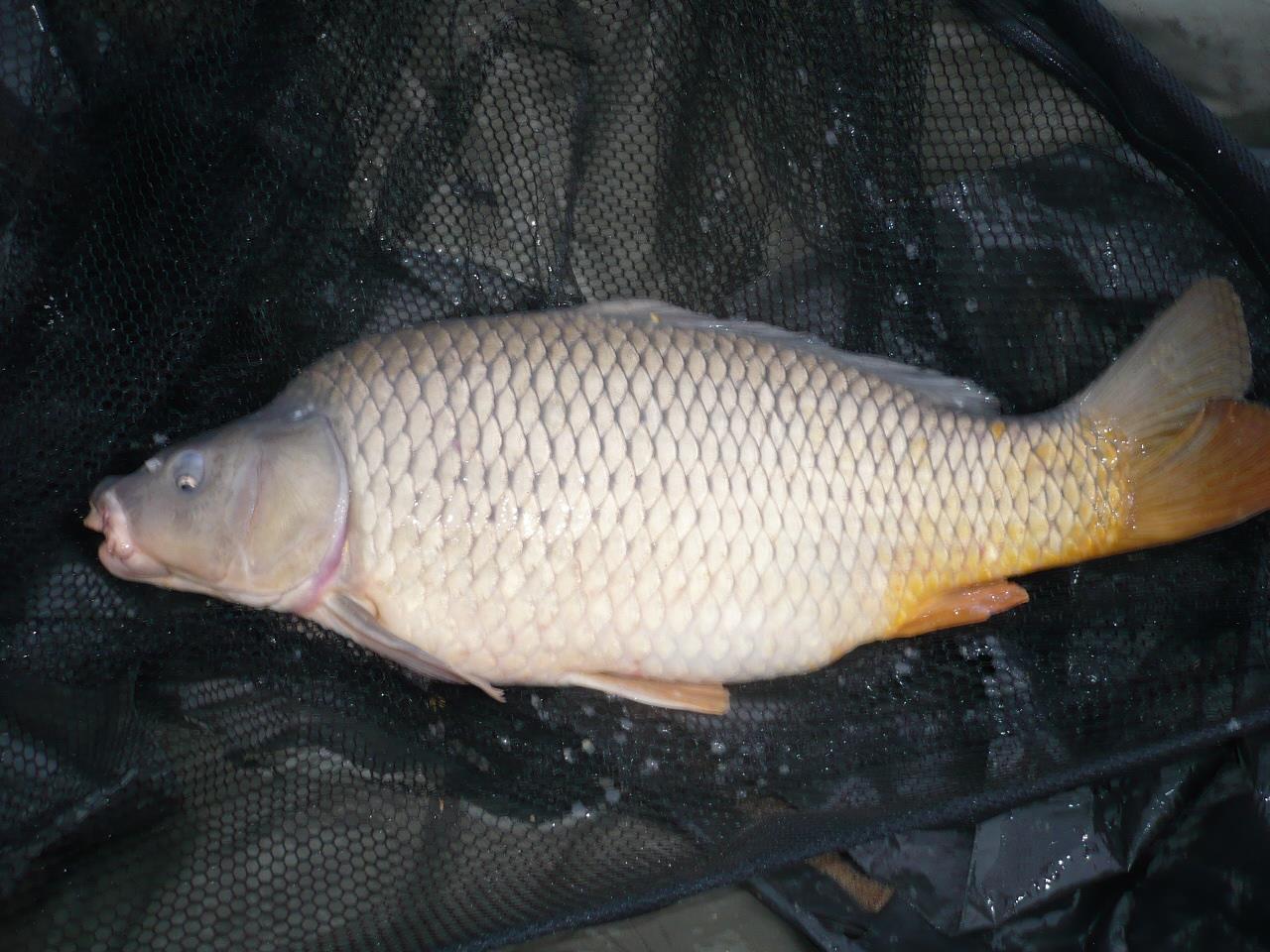 MV 2 - 12.NOI.2014 - p1020963.JPG